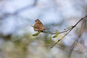 Zürgelbaumfalter, Libythea celtis, Eiablage