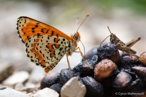 Roter Scheckenfalter, Melitaea didyma