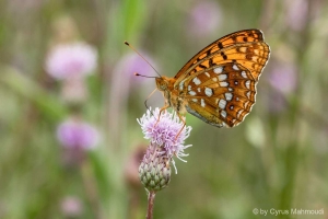 Feuriger Perlmuttfalter, Fabriciana adippe