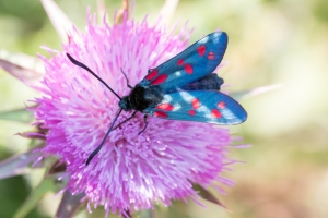 Sechsfleck-Widderchen, Zygaena filipendulae