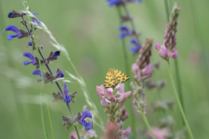 Pseudopanthera macularia, Pantherspanner