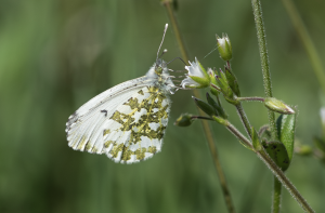 Anthocharis cardamines, Aurorafalter