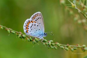 Idas-Bläuling, Plebejus idas