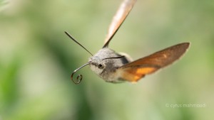 Taubenschwänzchen, Macroglossum stellatarum