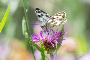 Schachbrettfalter, Melanargia galathea