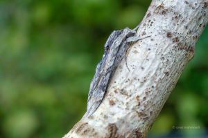 Windenschwärmer, Agrius convolvuli