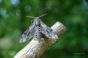 Windenschwärmer, Agrius convolvuli