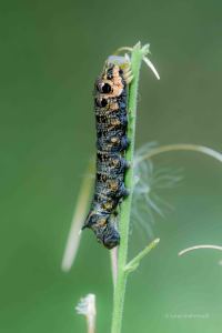 Raupe Mittlerer Weinschwärmer, Deilephila elpenor