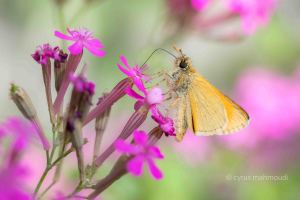 Braunkolbiger Braundickkopffalter, hymelicus sylvestris