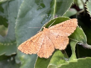 Angerona prunaria, Schlehenspanner