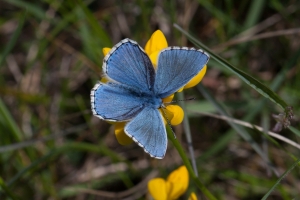 Himmelblauer-Bläuling, Polyommatus bellargus