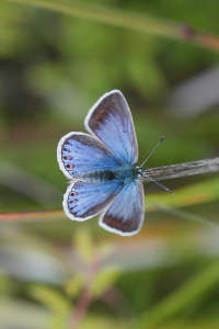 Hauhechel-Bläuling, Polyommatus Icarus