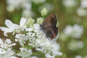 Brauner Eichen-Zipfelfalter, Satyrium ilicis