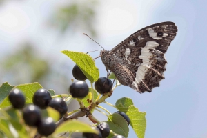 Brintesia circe, Weißer Waldportier