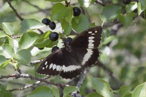 Brintesia circe, Weißer Waldportier