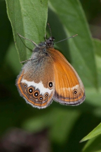 Weißbindiges Wiesenvögelchen, Perlgrasfalter, Coenonympha arcania
