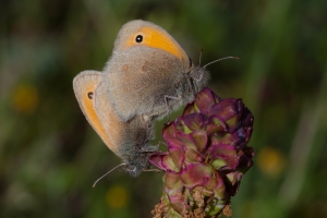 Kleines Wiesenvögelchen, Coenonympha pamphilus