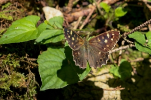 Waldbrettspiel, Pararge aegeria