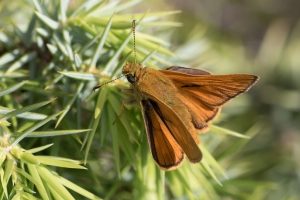 Schwarzkolbiger Braundickkopffalter, Thymelicus lineola