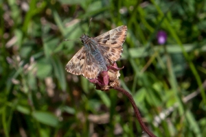 Heilziest-Dickkopffalter, Carcharodus flocciferus