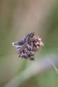 Heilziest-Dickkopffalter, Carcharodus flocciferus