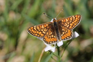 Goldener Scheckenfalter, Euphydryas aurinia
