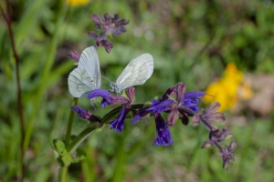 Senfweißling, Leptidea sinapis