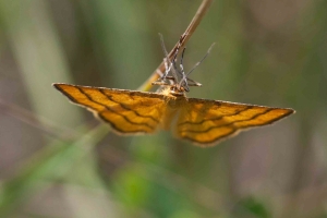 Goldgelber Magerrasen-Zwergspanner, Idaea aureolaria