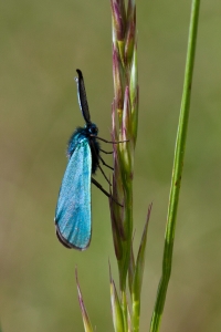 Grünwidderchen, Adscita statices