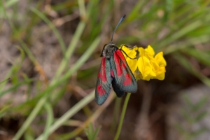 Beilfleck-Widderchen, Zygaena loti