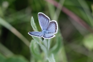 Argus-Bläuling, Plebejus argus
