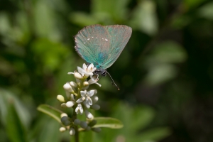 Brombeer-Zipfelfalter, Callophrys rubi