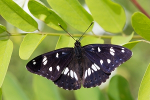 Blauschwarzer Eisvogel, Limenitis reducta