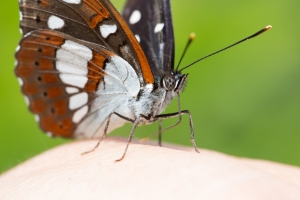 Blauschwarzer Eisvogel, Limenitis reducta