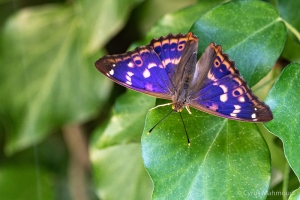 Großer Schillerfalter, Apatura ilia