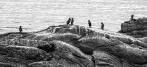 Kormoran